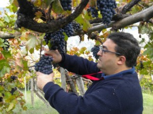 Luigi Reale uno dei produttori di Tintore, il vino autoctono di Tramonti 